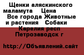 Щенки аляскинского маламута  › Цена ­ 15 000 - Все города Животные и растения » Собаки   . Карелия респ.,Петрозаводск г.